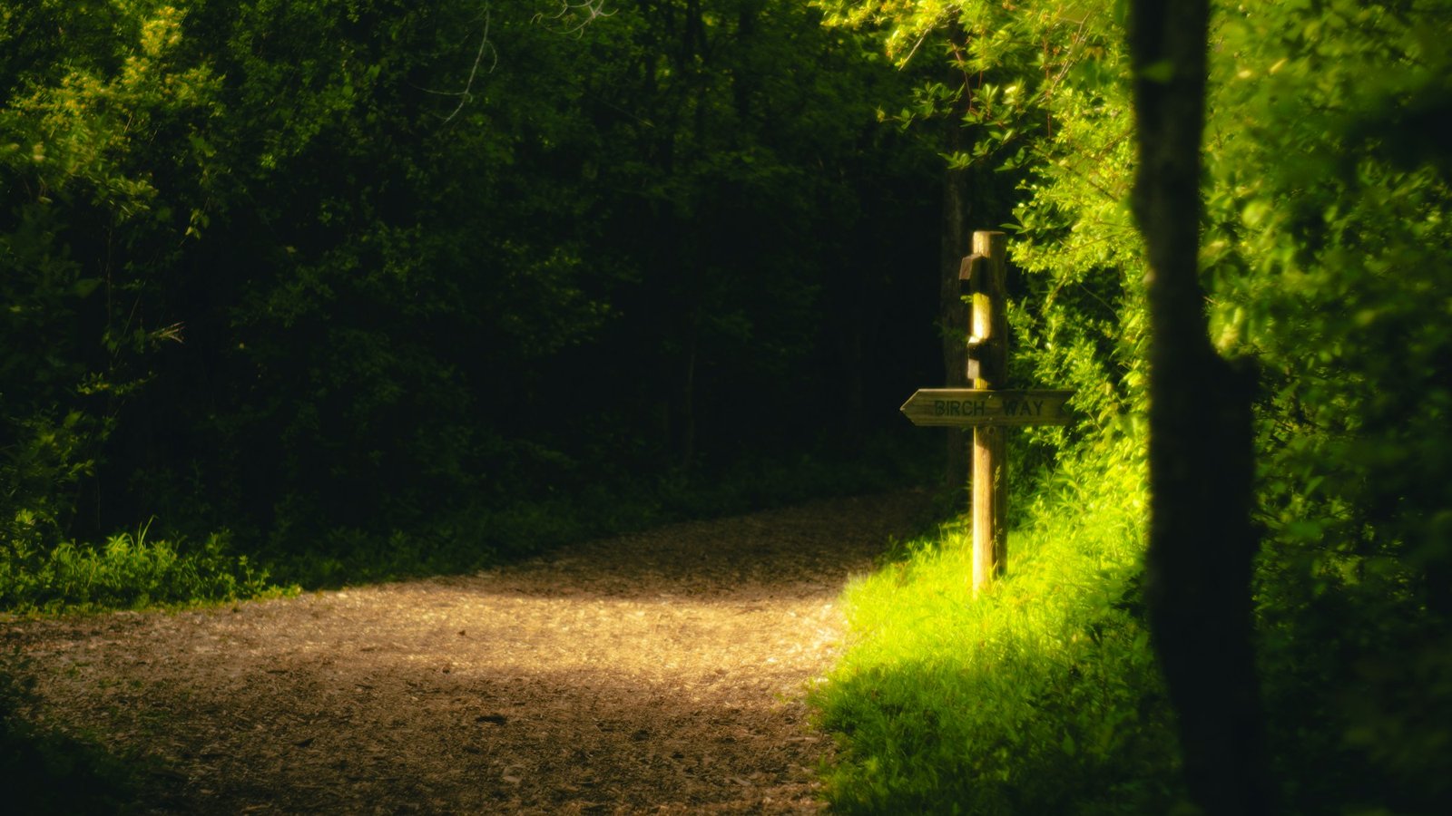 Sunlight illuminates a dark forest path splitting at a wooden signpost